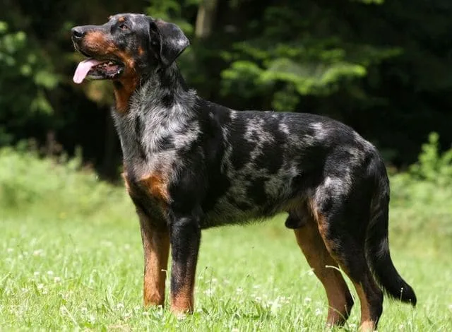 Французская овчарка босерон: происхождение от волка, пастушьи способности и роль военного разведчика2