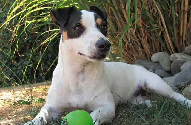 Джек-рассел-2216