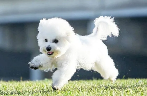 Бишон фризе12