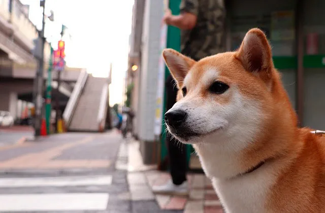 Сибан-ину1211