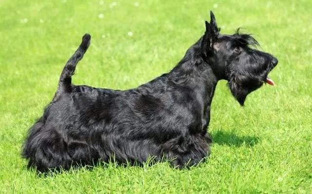 Скотч-терьер: джентльмен из Шотландии, любимец президентов и гениев с уникальным характером1