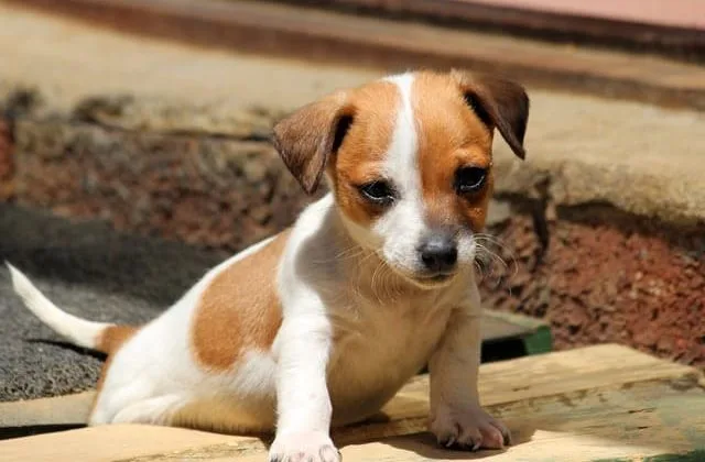 Джек-рассел-терьер (18)24