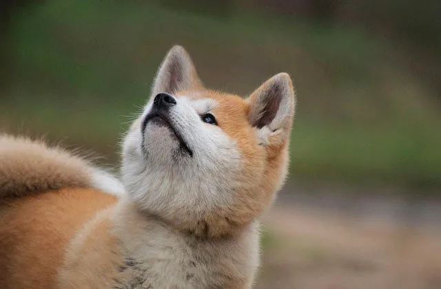 акита-ину-125