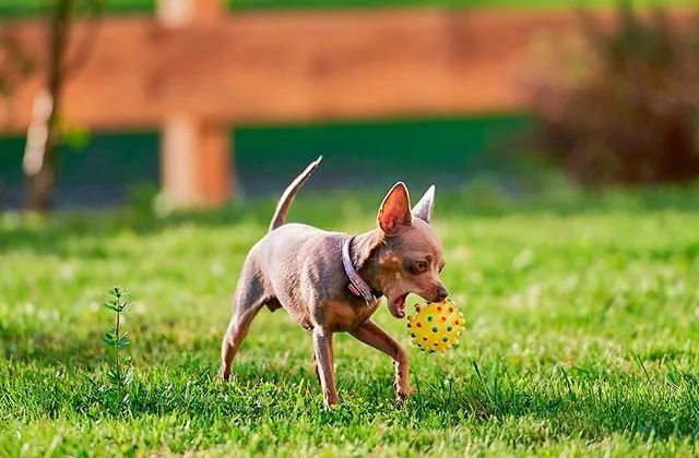 той-терьер-39