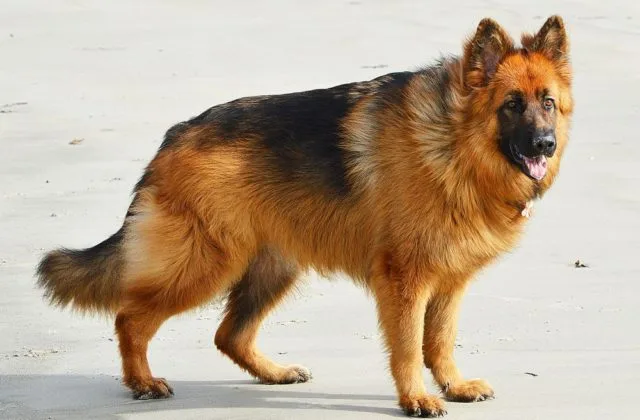 Длинношерстная немецкая овчарка (9)10