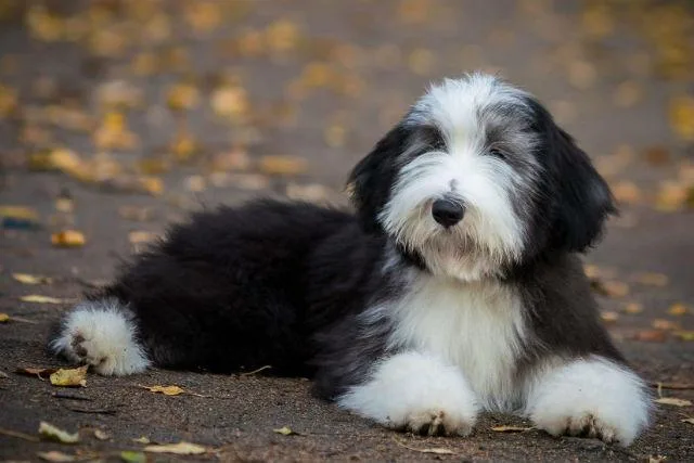 Бородатый колли: лохматый друг человека и идеальный компаньон для семьи2