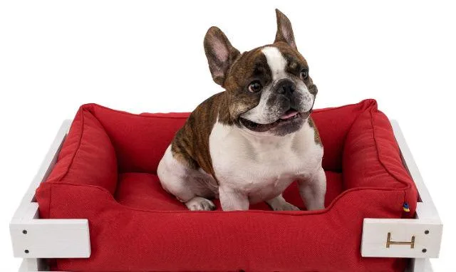 Как проходят роды у французского бульдога: процесс и советы по уходу2