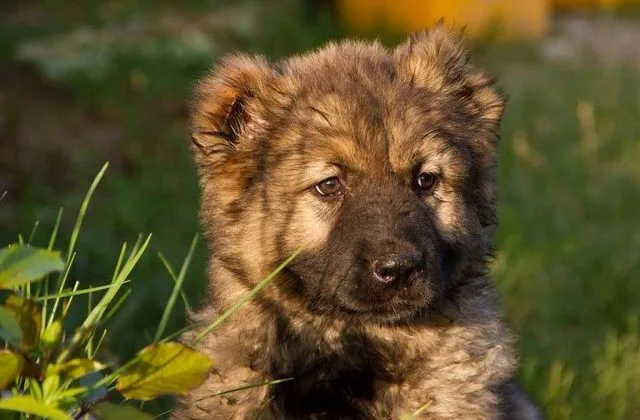 Кавказская овчарка (15)11