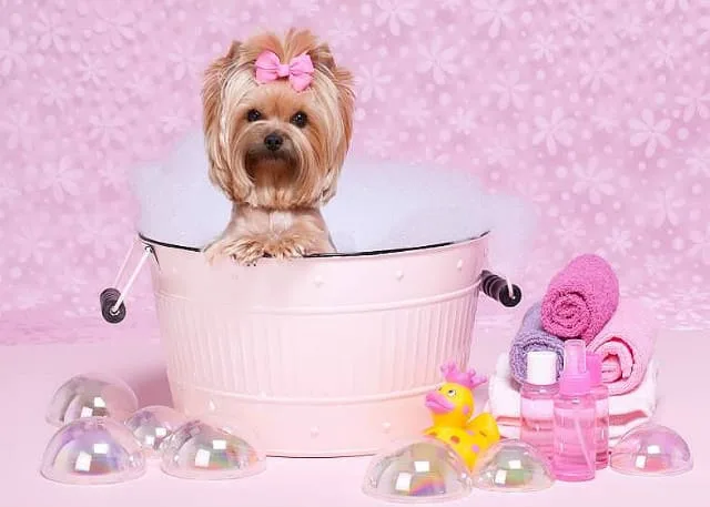 Правильное купание йорка: советы и рекомендации для ухода за шерстью2