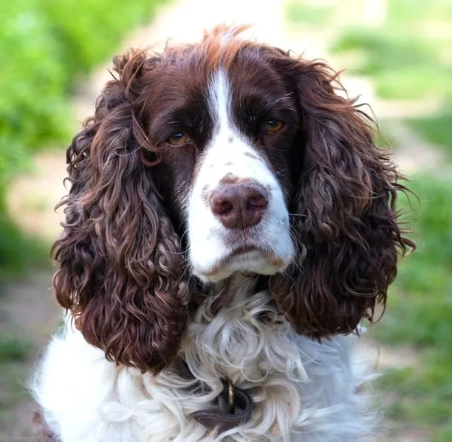 Американский кокер-спаниель: энергичный компаньон с роскошной шерстью2
