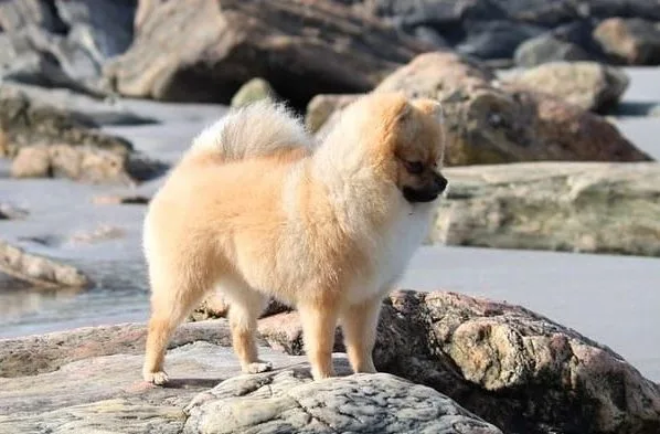 Померанский шпиц медвежьего типа (22)17