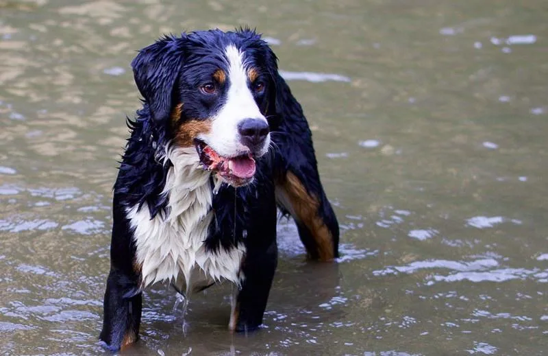Энтлебухер зенненхунд: идеальный пастух, защитник и верный компаньон для вашей семьи5