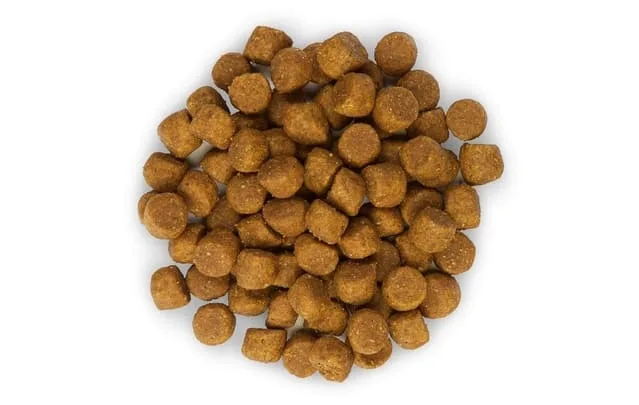 Лучшие способы кормления йоркширского терьера: натуральная пища против сухого корма1