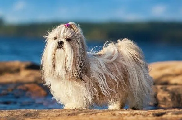 Самые милые собаки Ши-тцу11