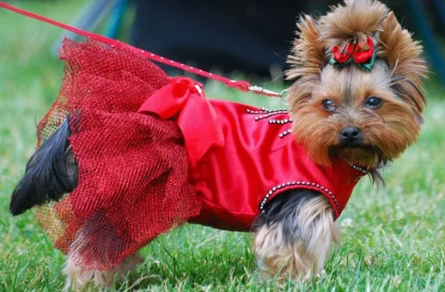 Одежда для йорков (13)12