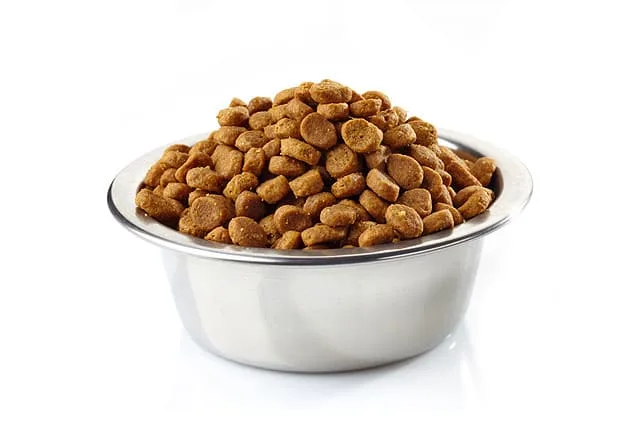 Как правильно кормить русского той-терьера: советы по питанию взрослых собак и щенков1