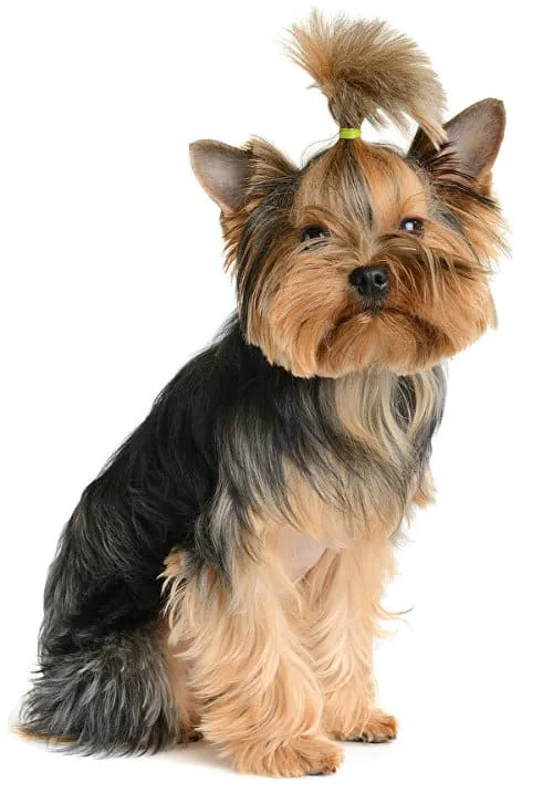 Как правильно поставить уши йоркширскому терьеру: шаги и советы2