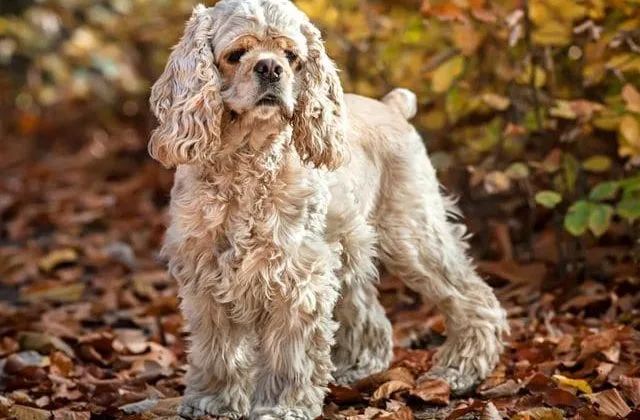 Американский кокер-спаниель (28)15