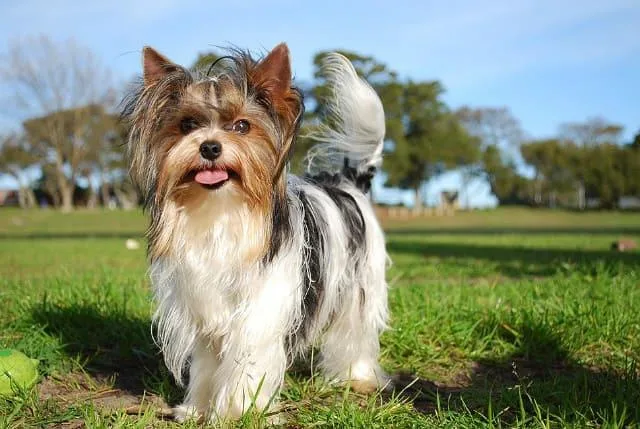 Эффективные методы дрессировки йоркширского терьера в домашних условиях3