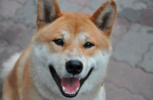 Сибан-ину-914