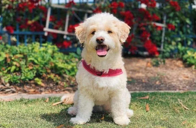 Собака Мальтипу (10)17