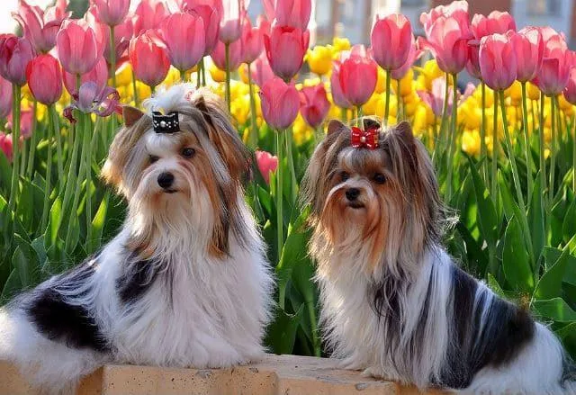 Бивер-йоркширский терьер: уникальный окрас, золотой характер и уход за питомцем1