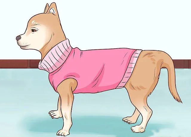 Одежда для русского той-терьера: советы по выбору и пошиву своими руками2