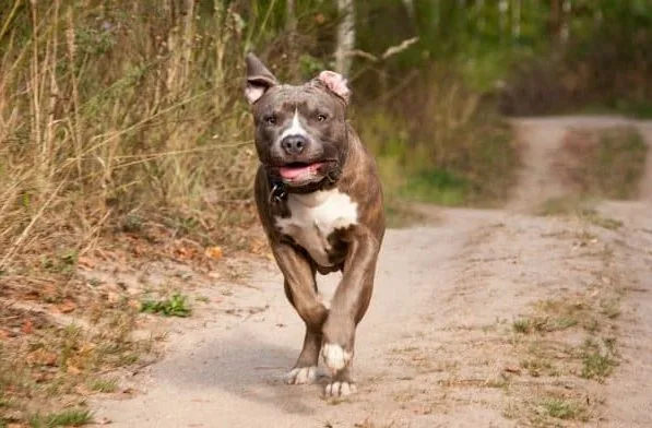 Американский питбультерьер (13)11