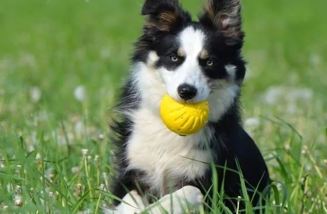 Карликовые колли (шелти) (11)30