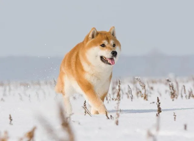 Акита-ину: Сдержанный японский питомец с острова Хонсю2