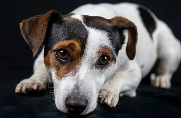 Джек-рассел-терьер (25)20