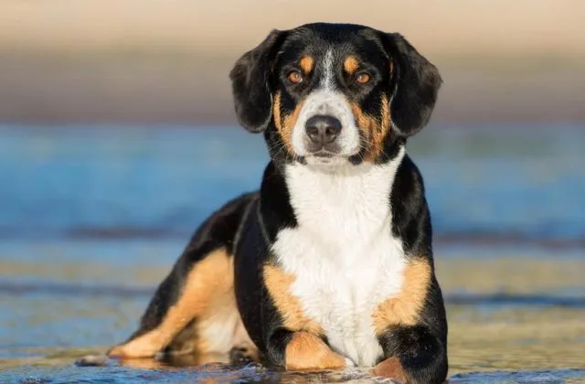 Энтлебухер зенненхунд (8)9