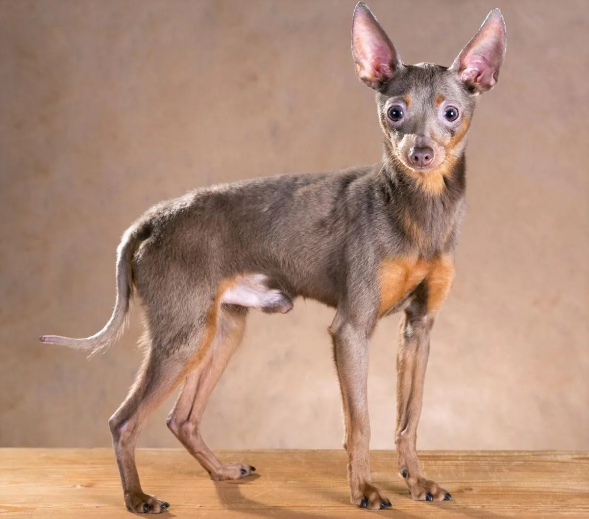 Русский той-терьер: маленький упрямец с выразительными оленьими глазами1