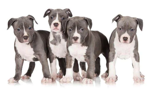 Питбультерьер: характеристики породы, уход и особенности содержания3