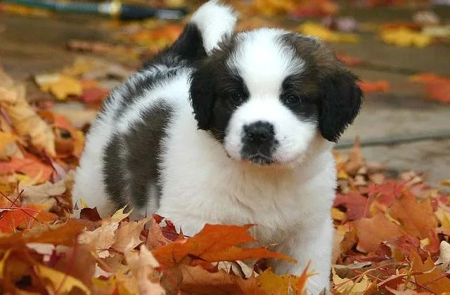 Сенбернар (6)9