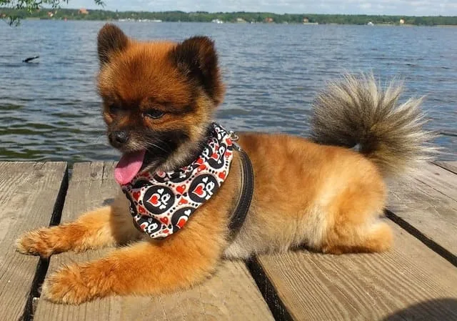 Померанский шпиц медвежьего типа: дружелюбный, смелый и пушистый компаньон для всей семьи6