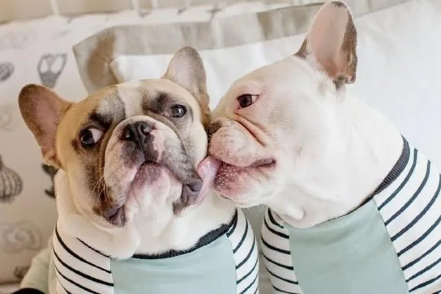 Как проходят роды у французского бульдога: процесс и советы по уходу4