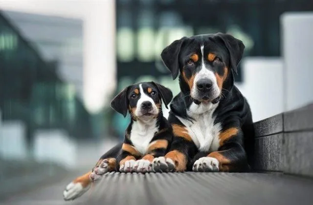 Энтлебухер зенненхунд (9)10