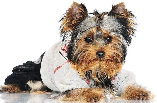 Одежда для йорков (11)10