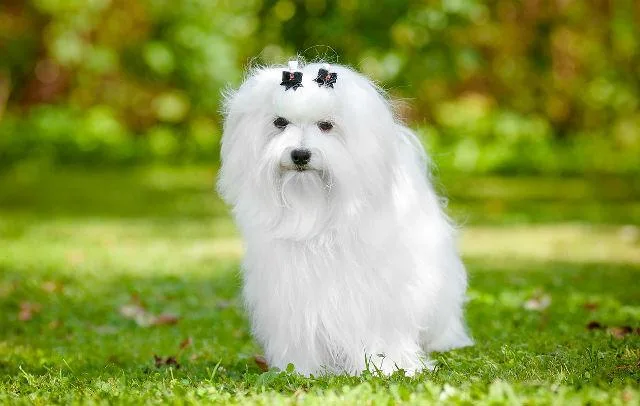 Мальтийская болонка: гламурная собака, любимая французскими монархами1