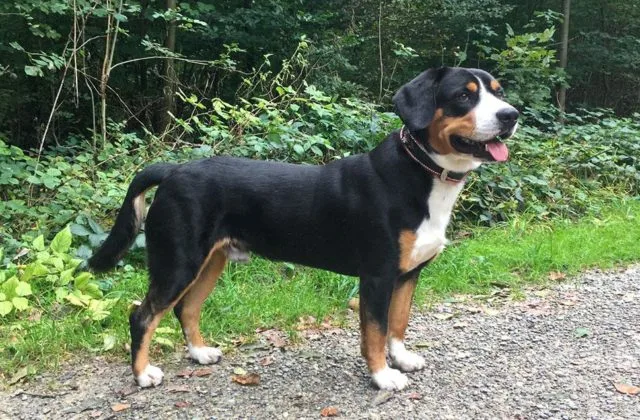 Зенненхунд энтлебухер (2)14