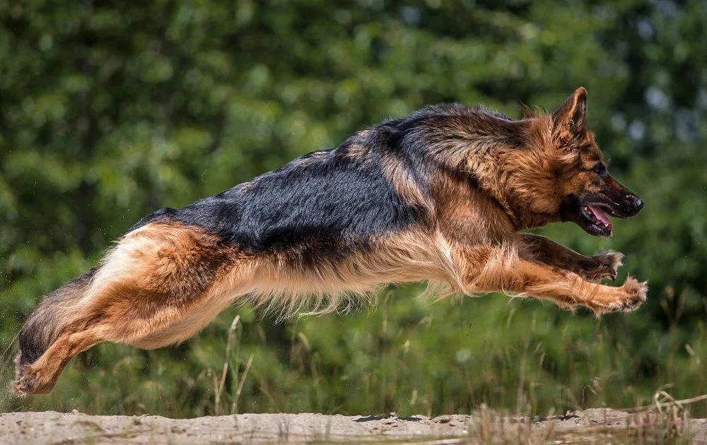 Длинношерстная немецкая овчарка: особенности, преимущества и отличия от стандартной шерсти5