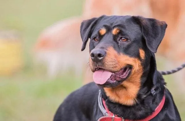 Порода босерон (2)8