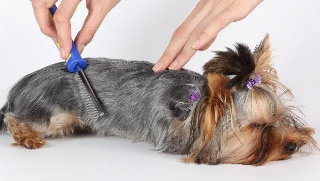 Правильное купание йорка: советы и рекомендации для ухода за шерстью4