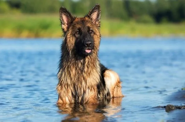 Длинношерстная немецкая овчарка (8)9