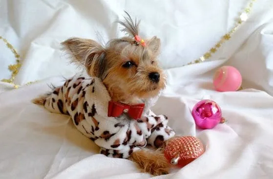 Одежда для йорков (6)9