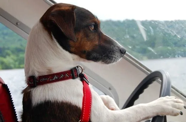 Джек-рассел-терьер (34)21