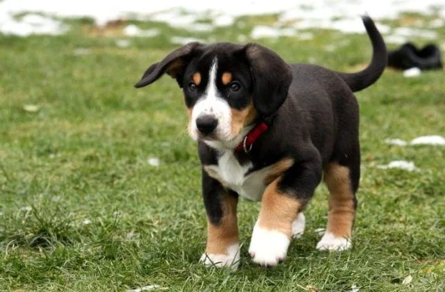 Энтлебухер зенненхунд (11)12