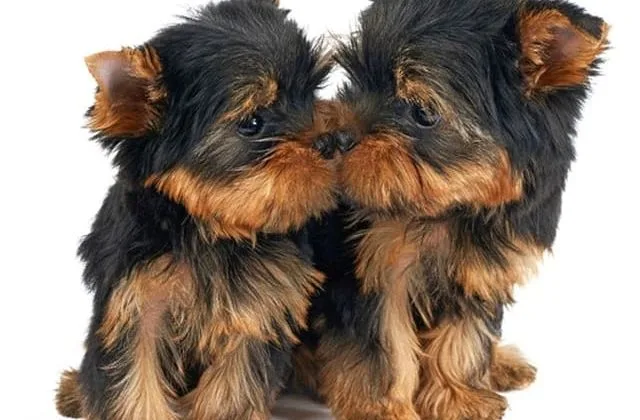 Мини йоркширский терьер (4) Мини йоркширский терьер (4)10