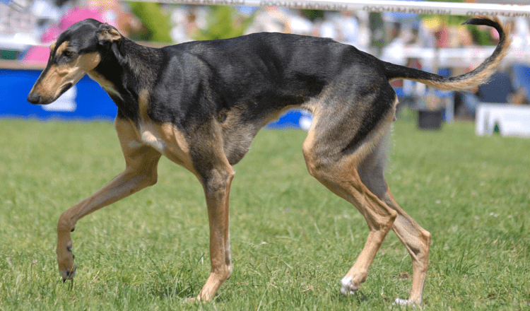 Польская борзая: быстрое и ловкое охотничье соб犬 для дроф7